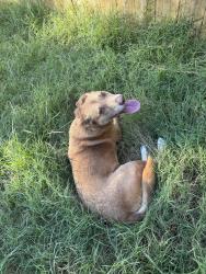 Reunited Female Dog last seen Stevenson street, Nashville, TN 37209