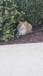 Lost Male Cat last seen K section, Rohnert Park, CA 94928