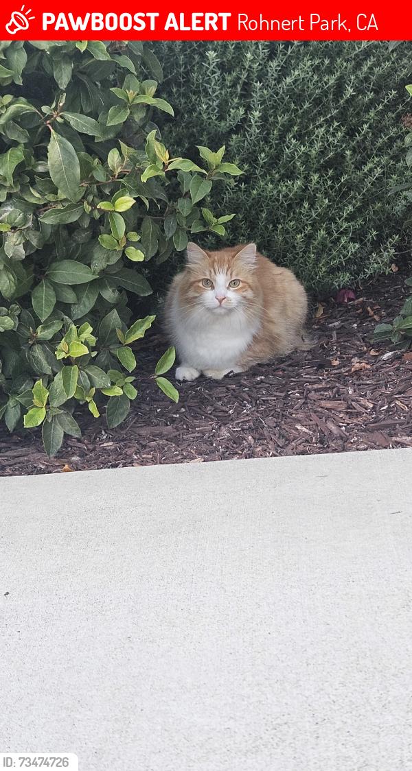 Lost Male Cat last seen K section, Rohnert Park, CA 94928