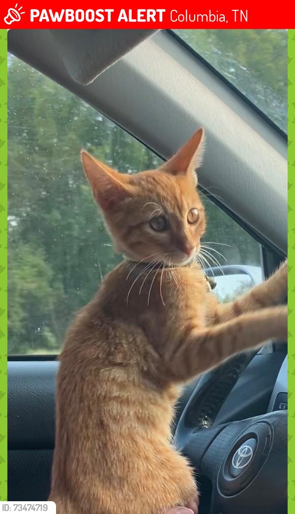 Lost Male Cat last seen Near 7th avenue Columbia Tennessee, Columbia, TN 38401