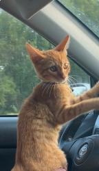 Lost Male Cat last seen Near 7th avenue Columbia Tennessee, Columbia, TN 38401