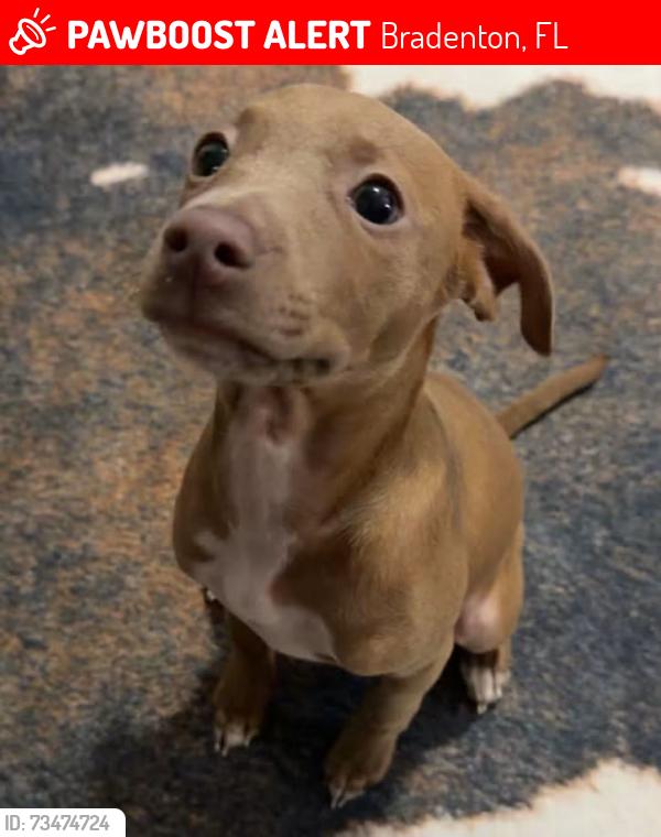 Lost Female Dog last seen La Mirada Gardens apmts, Bradenton, FL 34203