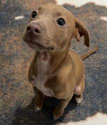 Lost Female Dog last seen La Mirada Gardens apmts, Bradenton, FL 34203