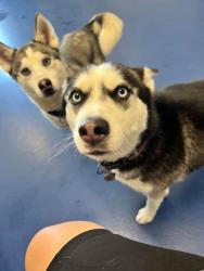 Reunited Female Dog last seen 6 Mile and Southfield, Detroit, MI 48219