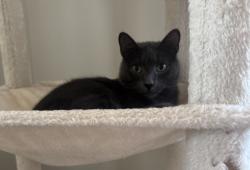 Reunited Male Cat last seen Between S Lucas and Atkinson, Fayetteville, NC 28307