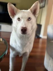 Reunited Female Dog last seen Near Outrigger Dr, San Leandro, CA 94577, USA, San Leandro, CA 94577