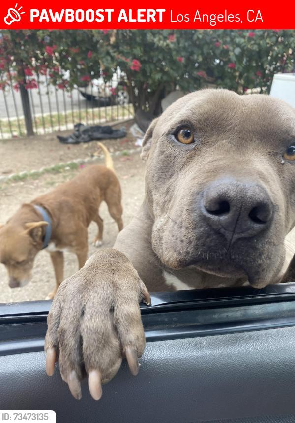 Lost Male Dog last seen 22nd and ellendale, Los Angeles, CA 90007
