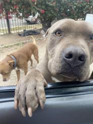 Lost Male Dog last seen 22nd and ellendale, Los Angeles, CA 90007