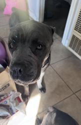 Lost Male Dog last seen Crenshew, Los Angeles, CA 90016