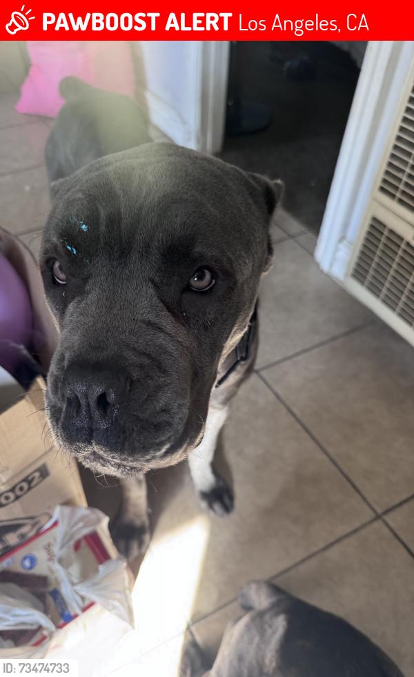 Lost Male Dog last seen Crenshew, Los Angeles, CA 90016