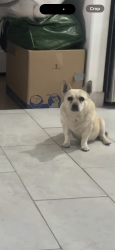 Reunited Female Dog last seen 67th and camelback, Glendale, AZ 85301