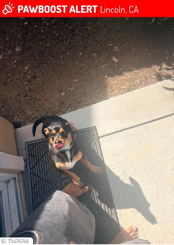 Lost Male Dog last seen Ashford Ln and Industrial Ave, Lincoln, CA 95648