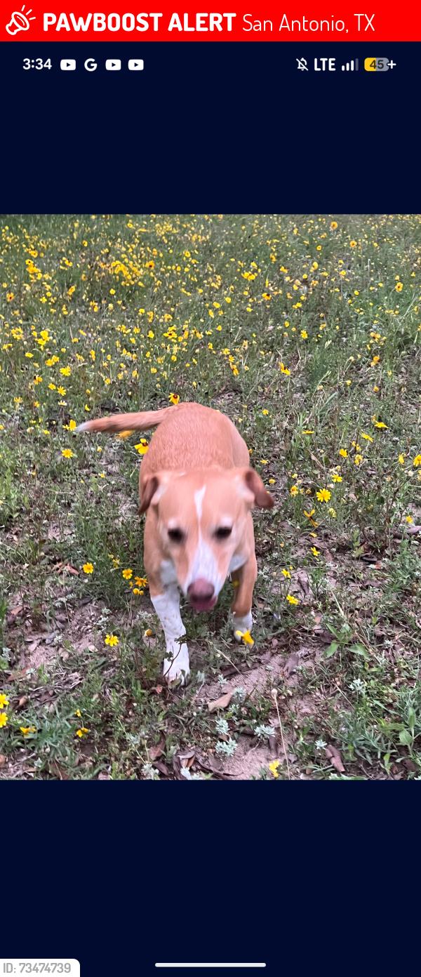 Lost Male Dog last seen Near Rousseau st, San Antonio, TX 78251