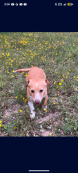 Lost Male Dog last seen Near Rousseau st, San Antonio, TX 78251