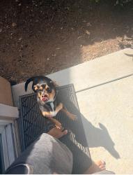 Lost Male Dog last seen Ashford Ln and Industrial Ave, Lincoln, CA 95648