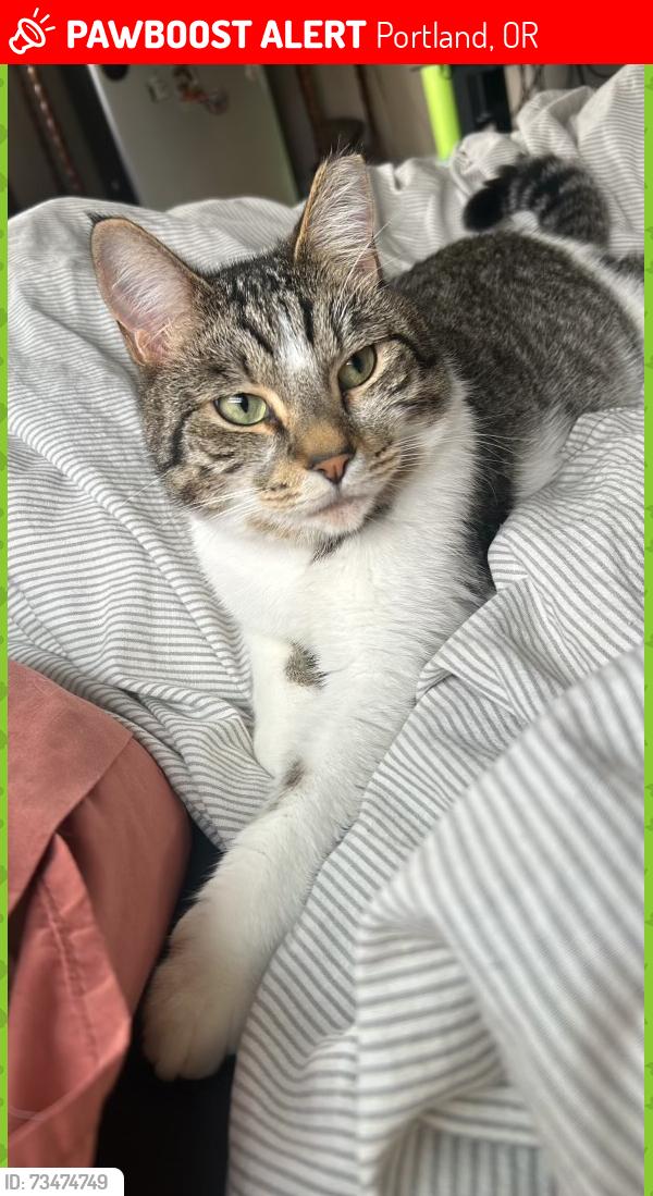 Lost Male Cat last seen N Burrage and N Williamette, Portland, OR 97217