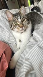 Lost Male Cat last seen N Burrage and N Williamette, Portland, OR 97217