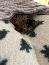 Lost Male Cat last seen Acadia drive, Tyler, TX 75703