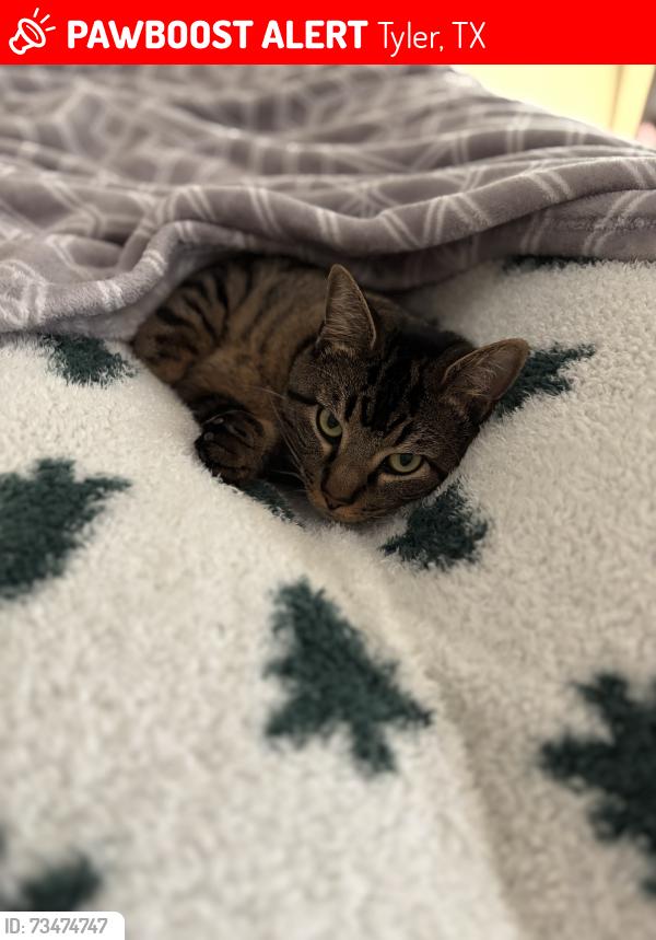 Lost Male Cat last seen Acadia drive, Tyler, TX 75703