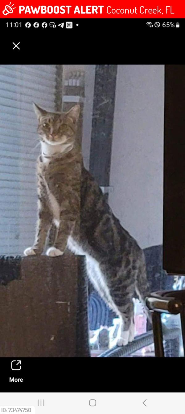 Lost Female Cat last seen Copans Rd & Lyons Rd, Coconut Creek, FL 33063