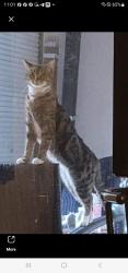 Lost Female Cat last seen Copans Rd & Lyons Rd, Coconut Creek, FL 33063