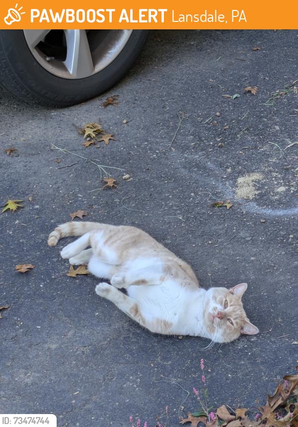 Found/Stray Male Cat last seen Highland and Wissahickon, Lansdale, PA 19446