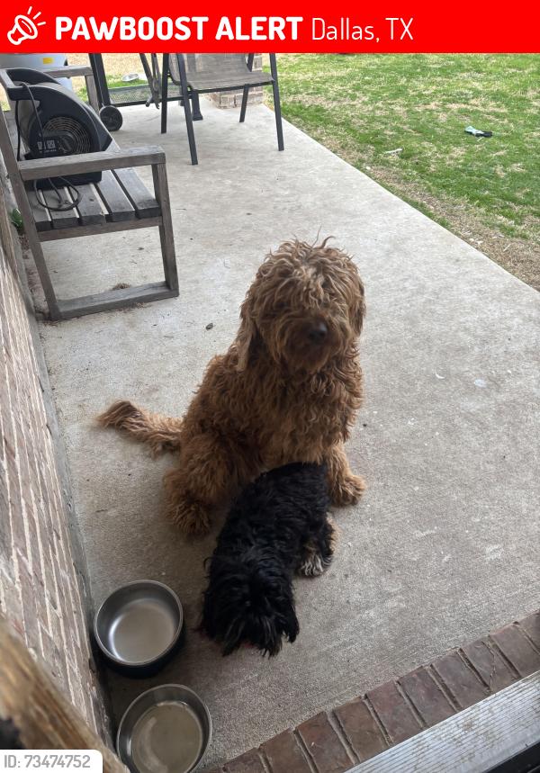 Lost Male Dog last seen Near Songwood Dr, Dallas, TX 75241