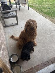 Lost Male Dog last seen Near Songwood Dr, Dallas, TX 75241