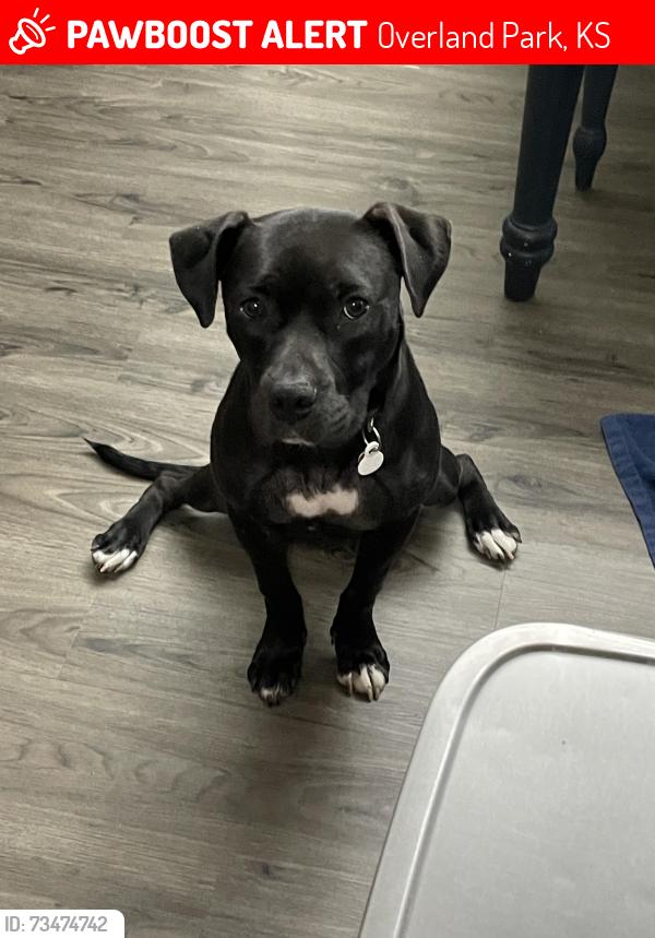 Deceased Female Dog last seen 118th & Rosehill, Overland Park, KS 66210