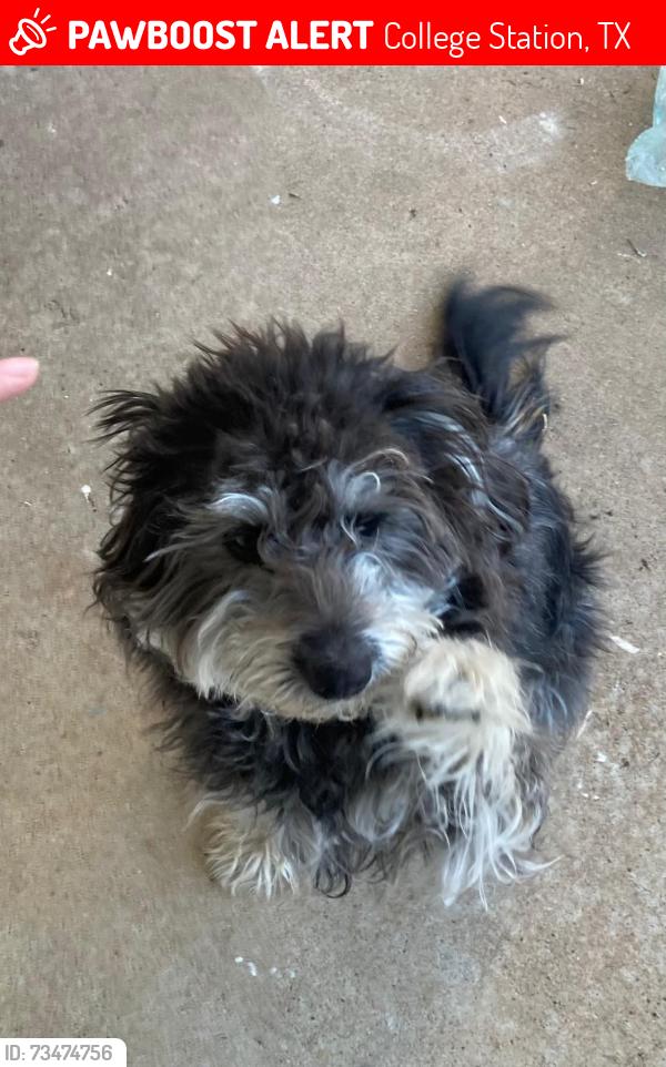 Lost Female Dog last seen Dartmouth & Southwest, College Station, TX 77840