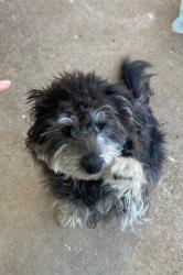 Lost Female Dog last seen Dartmouth & Southwest, College Station, TX 77840