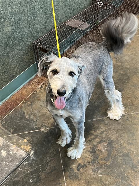 Shelter Stray Female Dog last seen LOVES, 31078 LA-36, Lacombe, LA 70445, USA