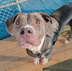 Shelter Stray Female Dog last seen Near BLOCK VIRGINIA AVE, BAKERSFIELD CA 93307, 3951 Fruitvale Ave, Bakersfield, CA 93308, USA