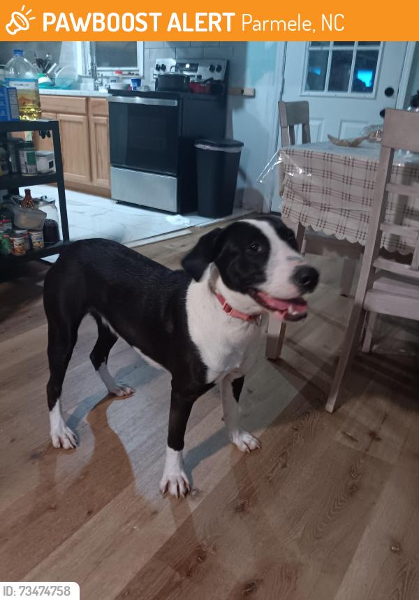Found/Stray Female Dog last seen Big oak, Parmele, NC 27871