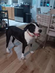 Found/Stray Female Dog last seen Big oak, Parmele, NC 27871