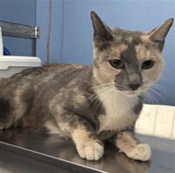 Shelter Stray Female Cat last seen , 333 Chandler Pl, San Bernardino, CA 92408, USA
