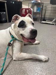 Shelter Stray Female Dog last seen Near BLOCK GREENWOOD ROAD, 3528 Newburg Rd, Louisville, KY 40218, USA