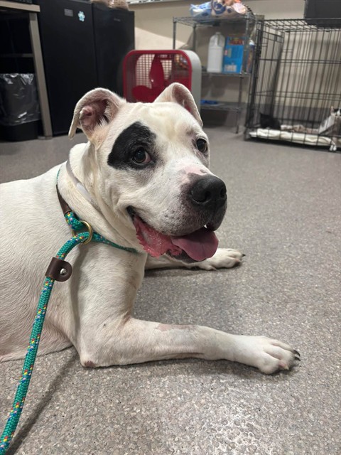 Shelter Stray Female Dog last seen Near BLOCK GREENWOOD ROAD, 3528 Newburg Rd, Louisville, KY 40218, USA