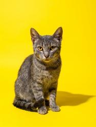 Shelter Stray Male Cat last seen Near BLOCK DAMES POINT, 2020 Forest St, Jacksonville, FL 32204, USA