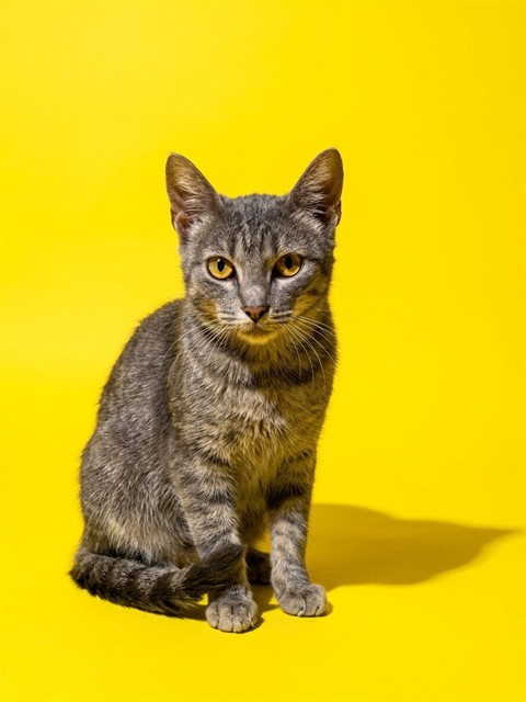 Shelter Stray Male Cat last seen Near BLOCK DAMES POINT, 2020 Forest St, Jacksonville, FL 32204, USA