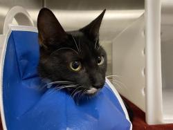 Shelter Stray Male Cat last seen 31ST AND LLOYD, 3839 W Burnham St, West Milwaukee, WI 53215, USA