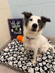 Shelter Stray Female Dog last seen E 56TH AVE AND VASQUEZ, 12155 Park Blvd, Brighton, CO 80601, USA