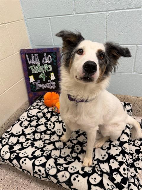 Shelter Stray Female Dog last seen E 56TH AVE AND VASQUEZ, 12155 Park Blvd, Brighton, CO 80601, USA