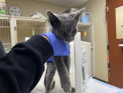 Shelter Stray Male Cat last seen Near BLOCK N 65TH ST, 3839 W Burnham St, West Milwaukee, WI 53215, USA