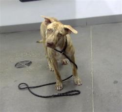 Shelter Stray Male Dog last seen STAPLEY DR AND MCKELLIPS RD, 1920 S Lewis, Mesa, AZ 85210, USA