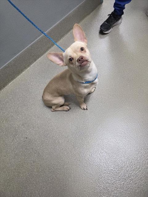 Shelter Stray Male Dog last seen , 655 N Mojave Rd, Las Vegas, NV 89101, USA