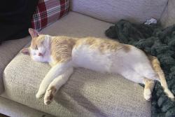 Found/Stray Male Cat last seen Concord cemetery, Shakopee, MN 55372