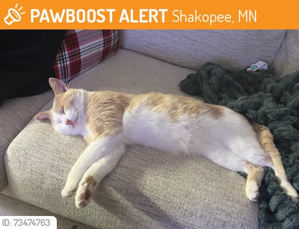 Found/Stray Male Cat last seen Concord cemetery, Shakopee, MN 55372