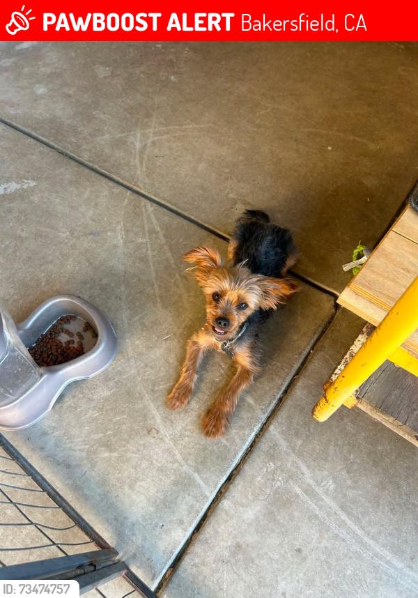 Lost Male Dog last seen Near Olive dr, Bakersfield, CA 93308
