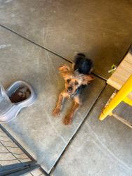 Lost Male Dog last seen Near Olive dr, Bakersfield, CA 93308